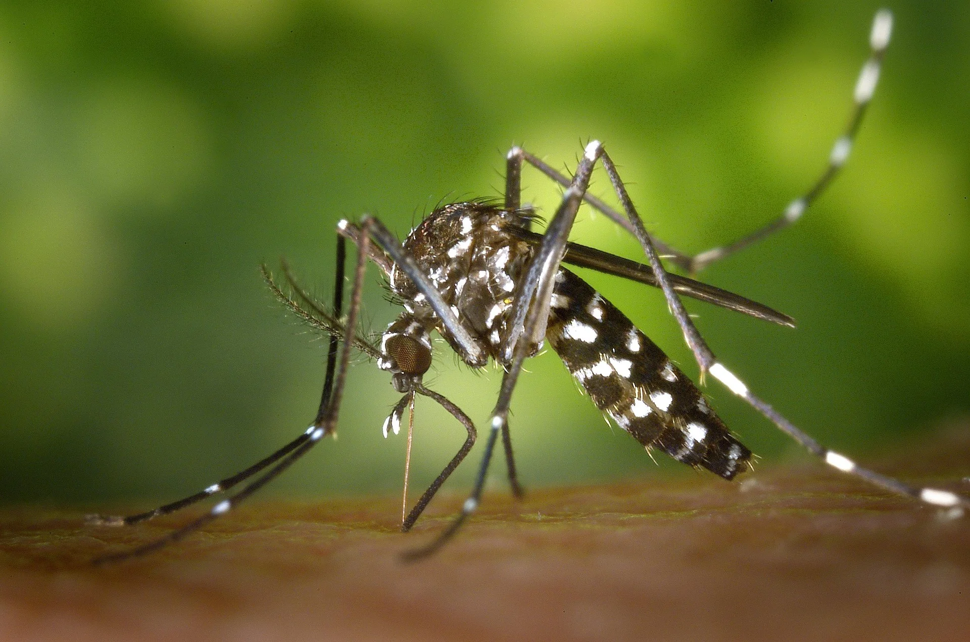 Virus koji prenose komarci i za koji nema ni leka ni vakcine kosi po Evropi: Prvi teški slučajevi i u Srbiji